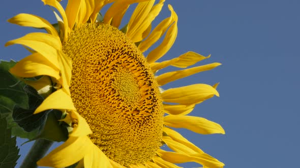 Details of sunflower Helianthus annuus plant slow motion video