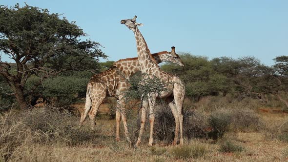 Fighting Giraffes - South Africa