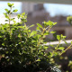 Aromatic Plant Balcony Garden - VideoHive Item for Sale