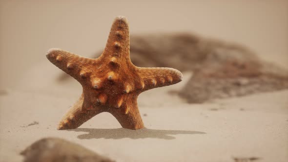 Red Starfish on Ocean Beach with Golden Sand