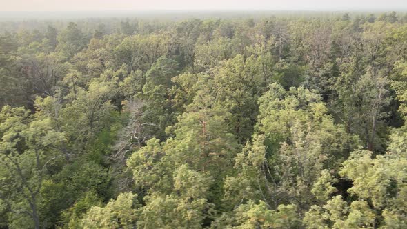 Aerial View of a Green Forest on a Summer Day