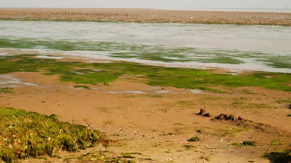 migratory waterbirds intertidal Wadden Sea Strieper Kwelder high tide