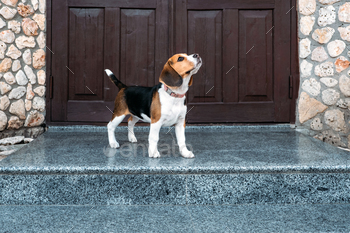 ome. Little Beagle breed dog near door his new house