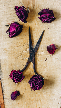 Scissors with Rosebuds. / Photodune, Misc