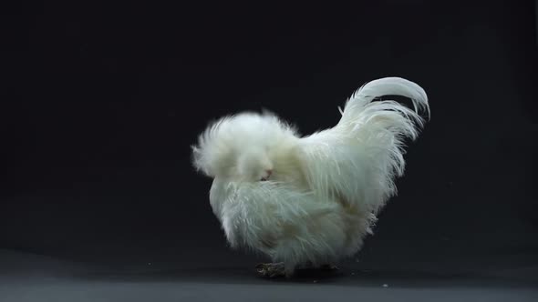 White Silkie Hen at the Black Background.