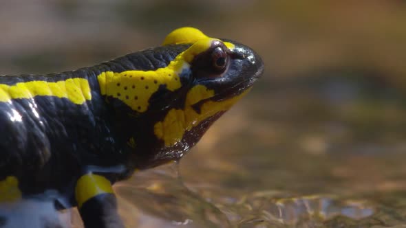 Fire Salamander (Lat. Salamandra) is a genus of tailed amphibians.