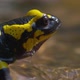 Fire Salamander (Lat. Salamandra) is a genus of tailed amphibians. - VideoHive Item for Sale
