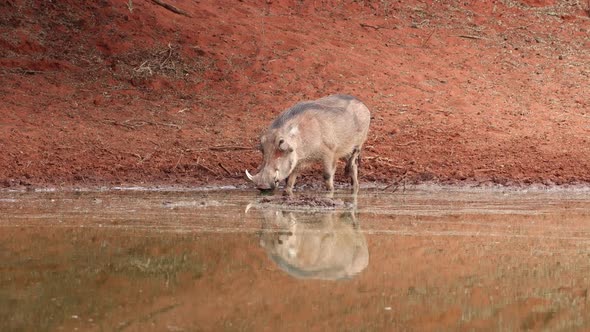 A Warthog Drinking At A Waterhole