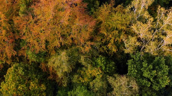 Autumn forest drone fly over