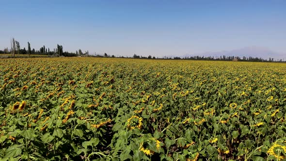 Growing Sunflowers in a Farmer's Field