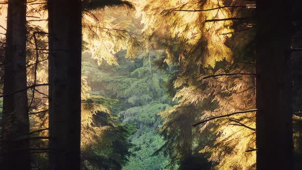 Forest Trees Glow In Evening Sunlight