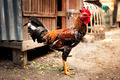 Brown Chicken - PhotoDune Item for Sale