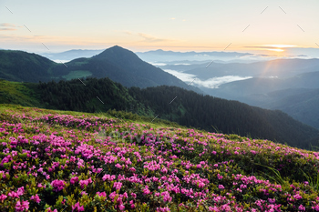 Violet flowers blooming. Majestic Carpathian Mountains. Beautiful landscape of untouched nature / Photodune, Misc