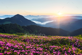 Violet flowers blooming. Majestic Carpathian Mountains. Beautiful landscape of untouched nature / Photodune, Misc