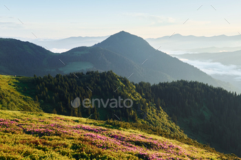 Violet flowers blooming. Majestic Carpathian Mountains. Beautiful landscape of untouched nature / Photodune, Misc