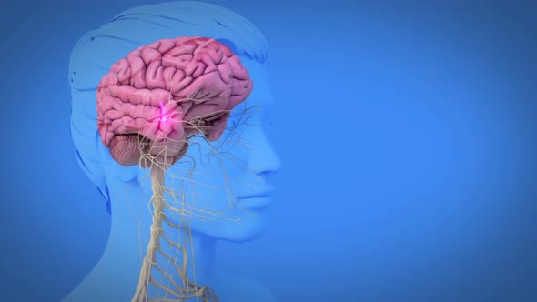 Signal to brain muscles 3d medical