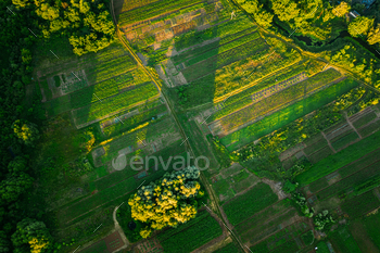 Aerial View Of Vegetable Garden. Potato Plantation At Summer Day. Village Garden Beds / Photodune, Misc