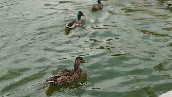 Ducks on Water in City Park Pond