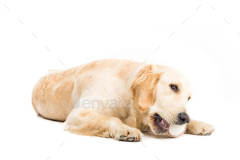 golden retriever dog playing with ball, isolated on white / Photodune, Misc