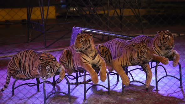 four bengal tiger in cage