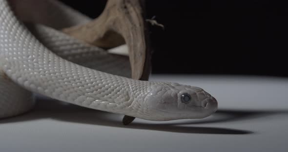 Stunning Opal Snake is Looking Around White Snake in the Studio