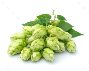 Hop plant / Photodune, Misc