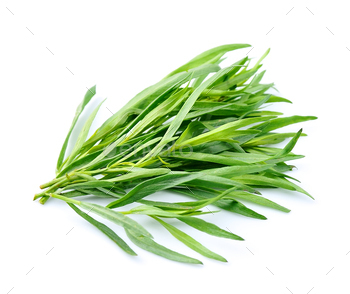 Tarragon / Photodune, Misc