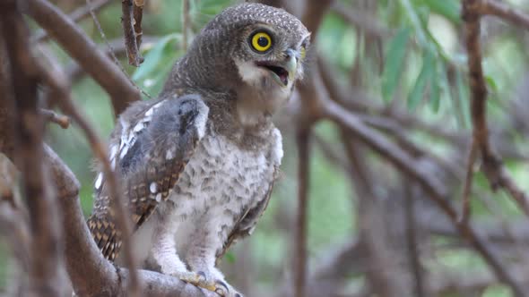 Pearl-spotted owlet hooting in a tree