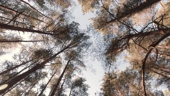 Pine Forest Tree Tops Spin View (D Log With Sound)