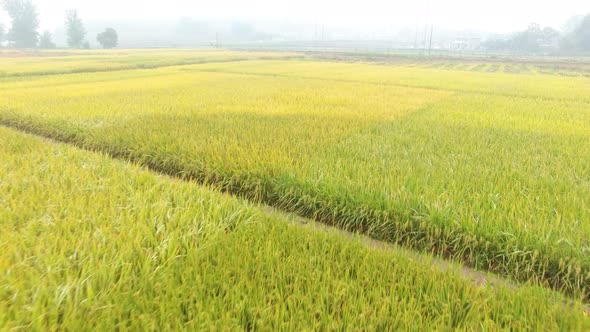 Farmers work in rice fields in Hunan province, China