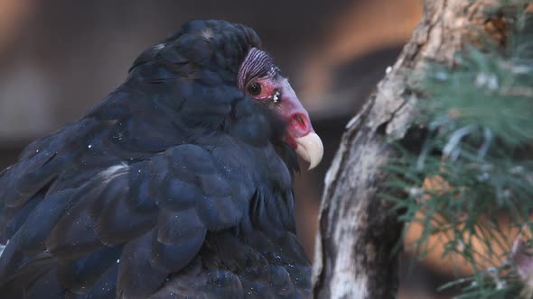 Close up view of Turkey Vulture