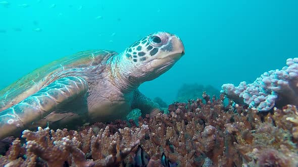 An underwater video of a large Green Sea Turtle resting on a colourful reef slowly lifting its head