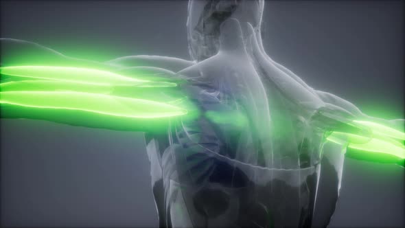 Triceps - Visible Muscle Anatomy Map alt