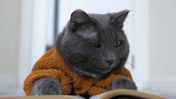 Cute Gray Cat in a Suit in the Form of a Knitted Brown Cardigan