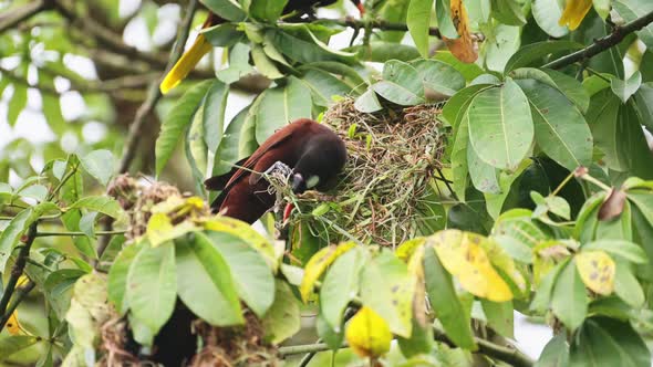 Montezuma Oropendola (psarocolius montezuma), uilding a Nest in a Tree in the Rainforest of Costa Ri