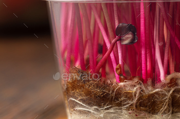 Radish micro green sprouts close up. Healthy eating concept / Photodune, Misc