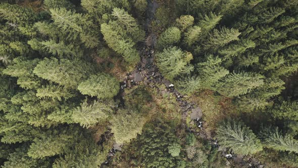 Aerial Top Down Closeup Stone River at Green Coniferous Trees