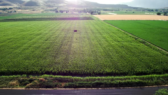 Flying to the left next to road along cornfield