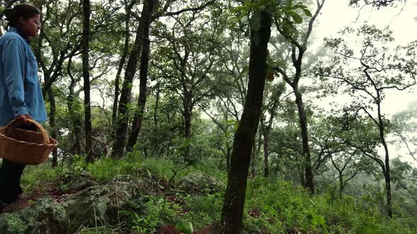 Aerial view of foggy forest and woman collecting mushrooms