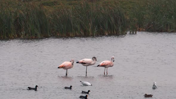 3 Flamingos Eating and Grooming in Lake with Ducks  Swimming Around