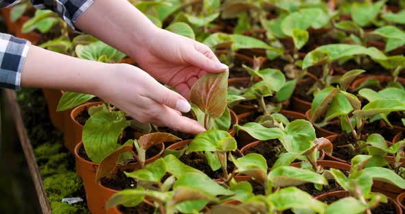 Gardener Examining Flowers in Greenhouse Agriculture