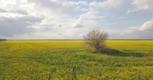 Aerial Survey Of A Large Rape Field Near A Large Tree By The Road, 4 K