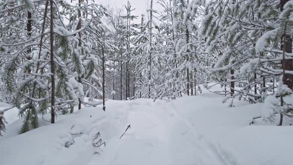 Walk along the forest trail in winter with trees beautifully covered with snow. POV shot