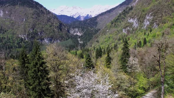 Camera Is Flying Over Dense Pine Forest on Mountains Slopes in Sunny Day