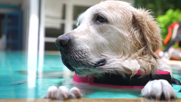 Funny Labrador Retriever Dog Swimming In Pool