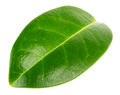 Green leaf isolated on white background - PhotoDune Item for Sale