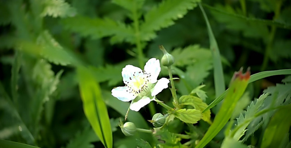 Blackberry Flower Sways