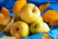 Harvest of pears and apples on blue fabric surrounded by autumn leaves - PhotoDune Item for Sale