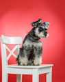 Miniature schnauzer dog on chair in studio - PhotoDune Item for Sale