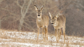 Two roe deer walking on meadow while snow is falling around in winter / Photodune, Misc